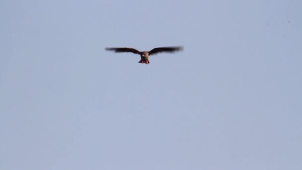 Vogel vliegen in de lucht — Stockvideo