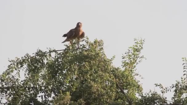 Bonellis eagle standing on a tree — Stock Video