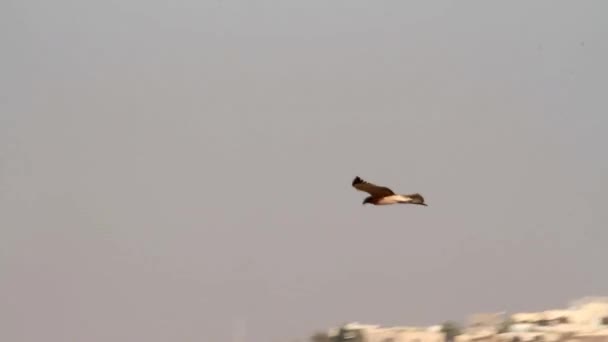 Bonellis eagles vliegen — Stockvideo