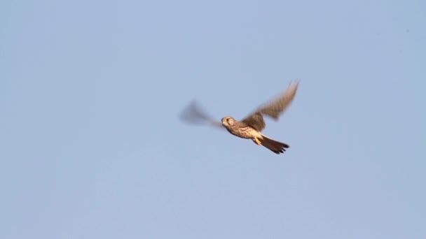 Adelaar vliegen in de lucht — Stockvideo