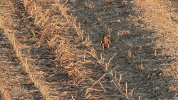 Bonellis Eagle se tient debout — Video