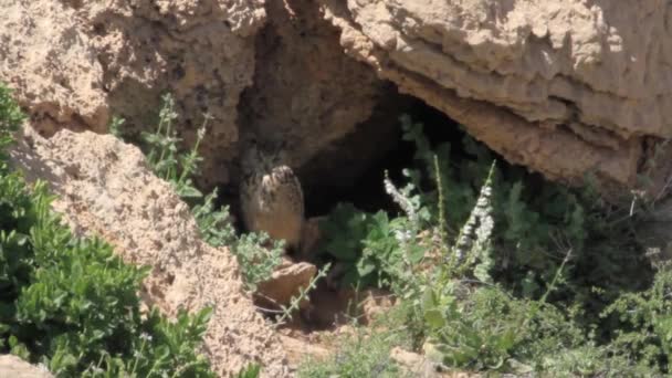 Eagle owl near cave — Stock Video