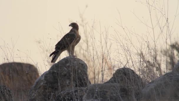 Bonellis-Adler steht auf einem Felsen — Stockvideo