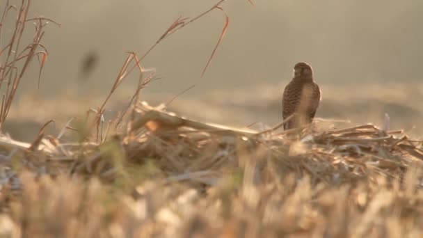 Cernícalo pájaro está sobre hierba — Vídeos de Stock