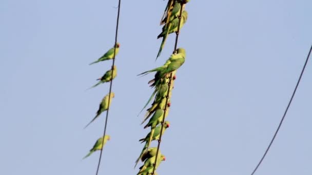 Кільчаста шиєю parakeets — стокове відео