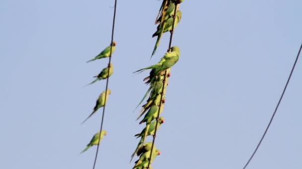 Boyunlu parakeets halkalı — Stok video