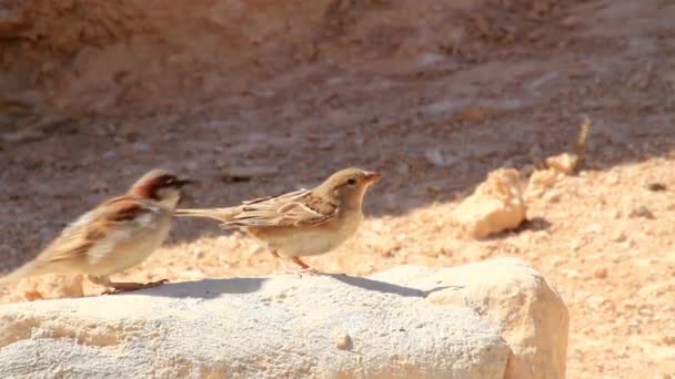 Gorriones de roca en el desierto del Negev — Vídeos de Stock