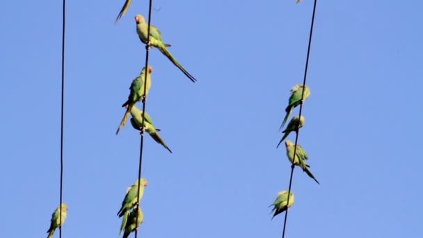 Boyunlu parakeets halkalı — Stok video