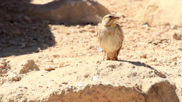 Рок Горобця в пустелі Негев — стокове відео