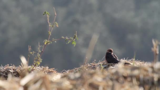 Kestrel Bird se tient sur l'herbe — Video
