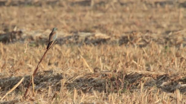 Red footed falcon — Stock Video