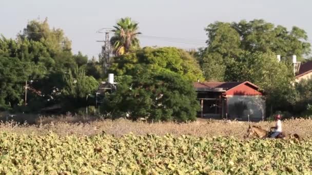 Homme équitation cheval dans le champ — Video