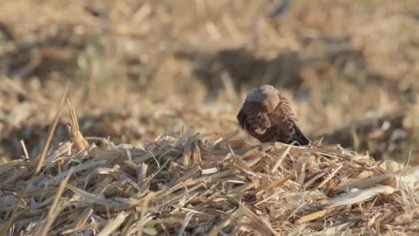 草原鹰坐在地上 — 图库视频影像