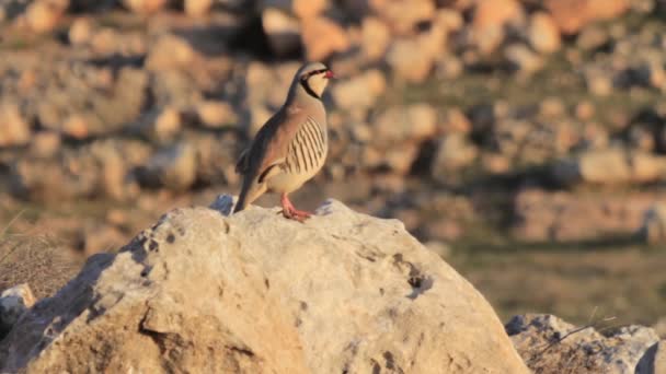 Chukar πουλί στέκεται — Αρχείο Βίντεο
