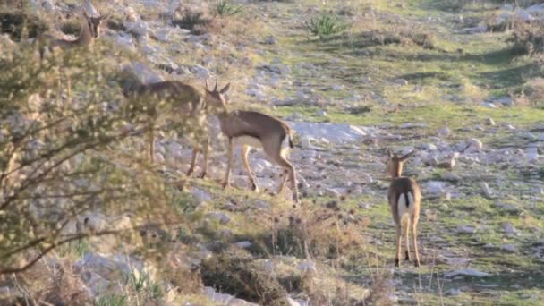 Gazelles berpasangan di lereng bukit — Stok Video