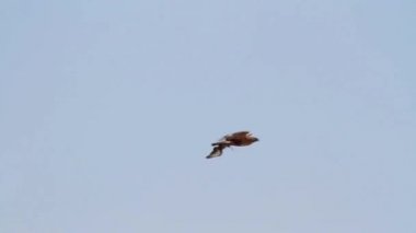 Uçan Bonellis kartal