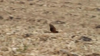 Bonellis kartal uçar