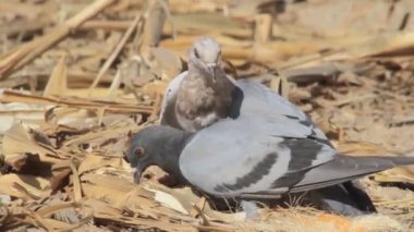 Yabani güvercin Kur