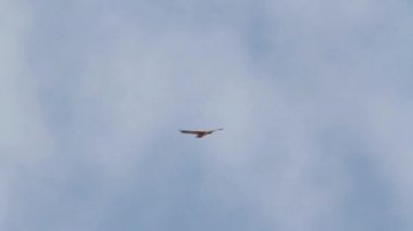 Uçan Bonellis kartal