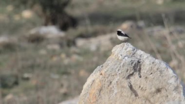 Finch kuyrukkakan stand bir kayanın üzerinde