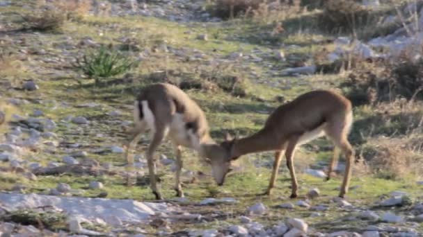 gazelles de montagne combats 