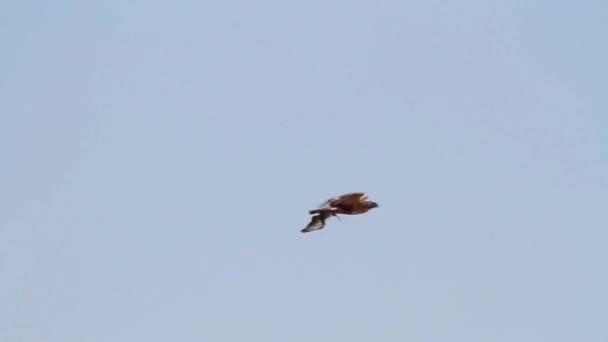 Летящий орёл — стоковое видео