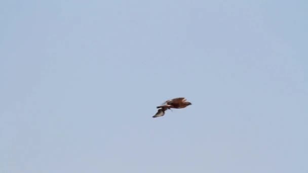 Bonellis aigle volant 