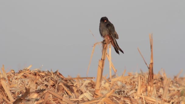 Röd footed falcon stående — Stockvideo
