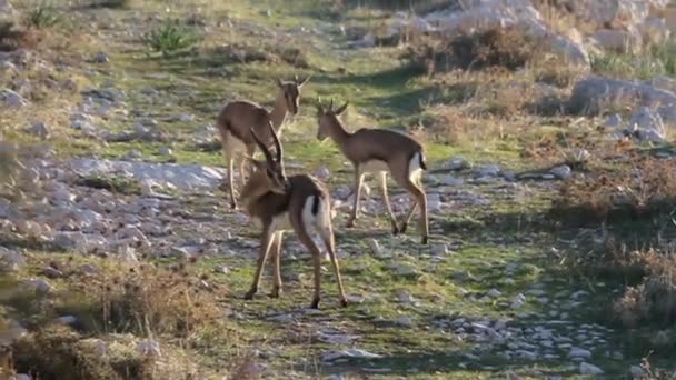 Gazelas de montanha israelenses — Vídeo de Stock