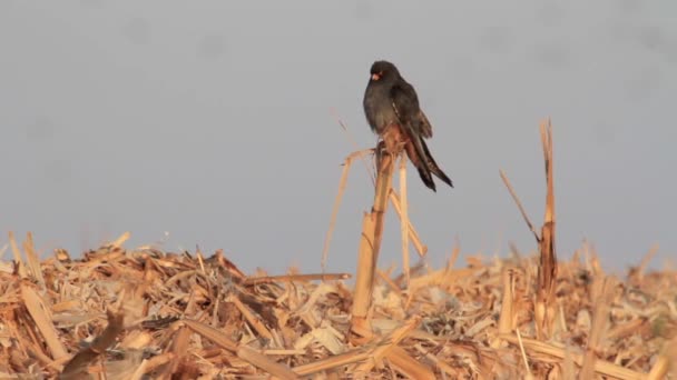 Falcon de patas rojas de pie — Vídeo de stock