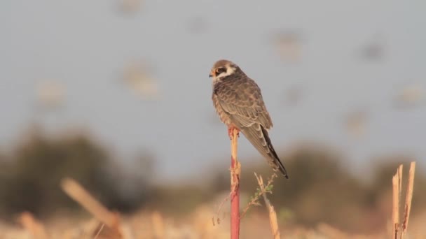 枝に鳥立っています。 — ストック動画