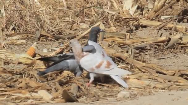Ухаживание за дикими голубями — стоковое видео