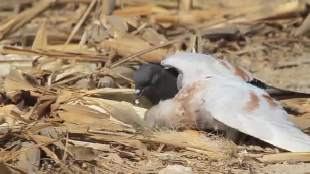 Cortejo de pombos-reais — Vídeo de Stock