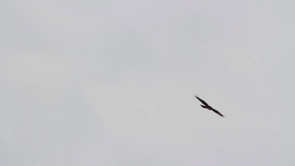 Bonellis aigle volant 