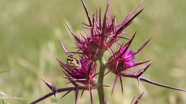 Schmetterling sitzt auf einem Dorn — Stockvideo