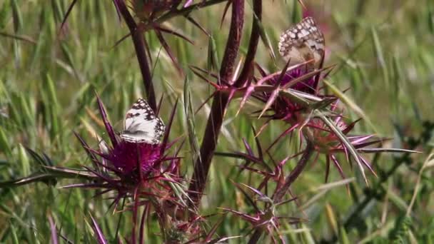 Butterflies sits on a thorn — Stock Video