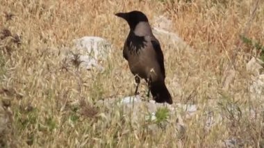 Kukuletalı karga ayakları