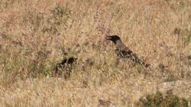 Küçük karga karga besleme