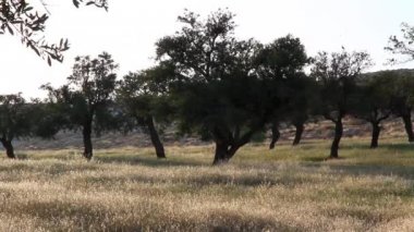 Güneş fişekleri fıstık ağaçlarıyla