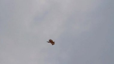 Uçan Bonellis kartal