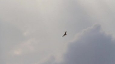 Uçan Bonellis kartal