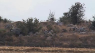 Bonellis kartal uçar