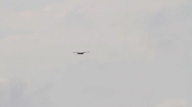 Uçan Bonellis kartal