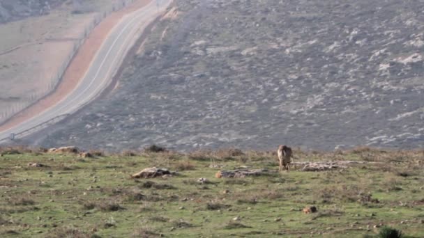 Israel Mountain Gazelles fighting — Stok Video