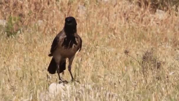 Hooded crow staat — Stockvideo