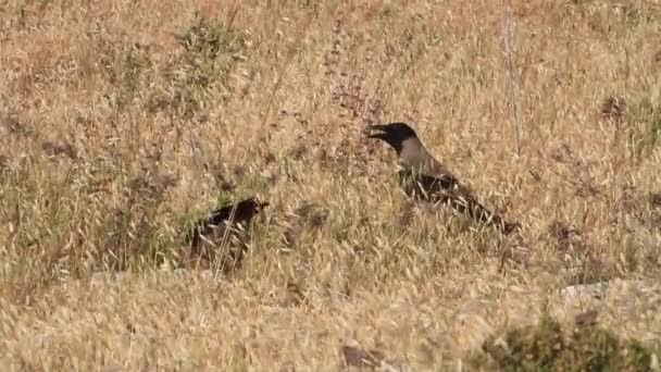 Jackdaw crows feeding — Stock Video