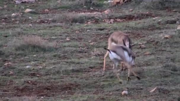 Gacelas de montaña israelíes luchando — Vídeo de stock