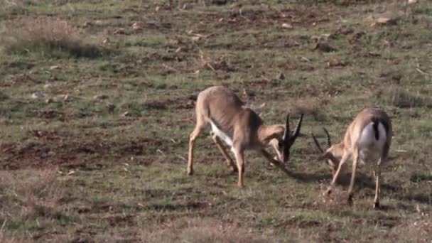 Gacelas de montaña israelíes luchando — Vídeo de stock