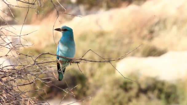 Rodillo pájaro se sienta en una rama — Vídeo de stock