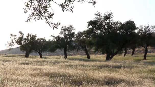 Árboles de pistacho con destellos solares — Vídeos de Stock